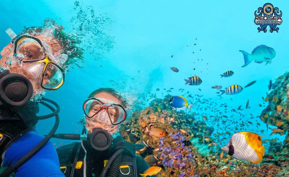 PADI