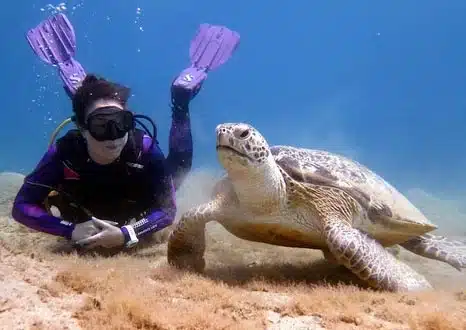 Diver with Turtle in Hurghada with Red Sea Diving Academy